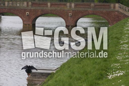 Graureiher-A 240.jpg